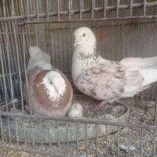 کبوتر پرشی آسمان خراش