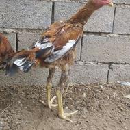 خروس لاری ابرش