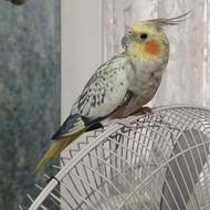 عروس هلندی ماده سالم وبالغ