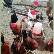 فروش تعدادی خروس