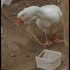 جوجه غاز خالماگور