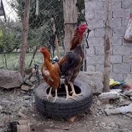جفت مرغ و خروس لاری افغان درجه یک تاج مهر