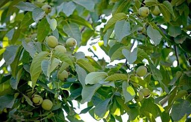 باغ نقلی در روستای قلعه آقا از توابع باغبهادران