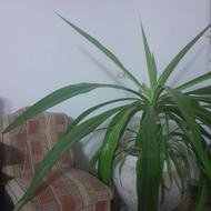گل سوسن عنکبوتی