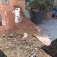 کبوتر ساده سرخ سرور نر