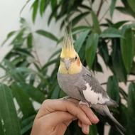 عروس هلندی؛ پسر سینامونیِ یکساله و دستی