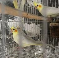 3 عدد جوجه طوطی عروس هلندی لوتینو دونه ای 750 تومان