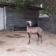 بره ماده داشتی گوسفند