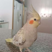 عروس هلندی سرحال و زیبا