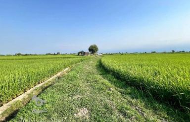 فروش زمین کشاورزی 3000 متر در لیتکوه روستای تلیران