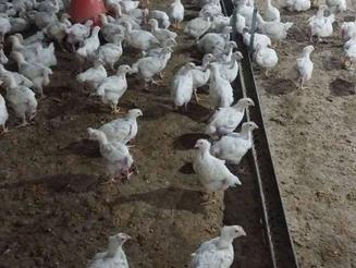 فروش مرغداری 70000 گوشتی و زمین 8/5 هکتار