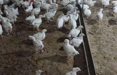 فروش مرغداری 70000 گوشتی و زمین 8/5 هکتار