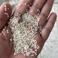نیم دانه طارم هاشمی