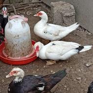 اردک اسراییلی و پکنی