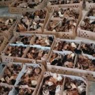 پخش جوجه یک روزه گلپایگان درجه یک شرکتی
