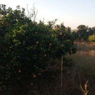 1350 متر باغ پرتقال روستای آبندانکش
