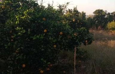 1350 متر باغ پرتقال روستای آبندانکش
