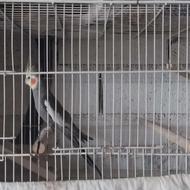 پرنده طوطی عروس