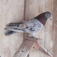 فروش کبوتر پرشی