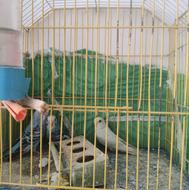 فروش سه عدد مرغ عشق