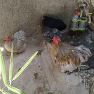 ی ست کوشین شیک و مجلسی مخصوص کوشین بازا