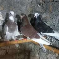 کبوتر پرشی 4 عدد