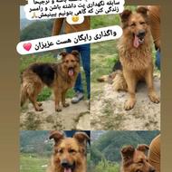 سگ ژرمن شپرد واگذاری