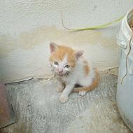 واگذاری بچه گربه شیرخوار