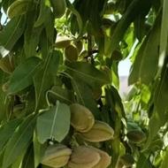 باغ. بادرختان. میوه
