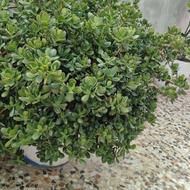افوربیا و گل یشم (گیاه ثروت)