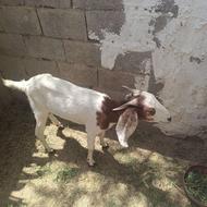 گوسفند ماده فروشی بربری شیری