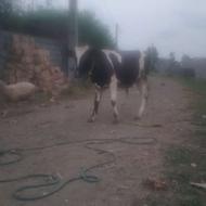 یک راس گوساله نر یکسال