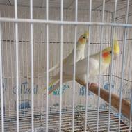طوطی عروس هلندی مولد
