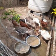 مرغ و غاز محلی