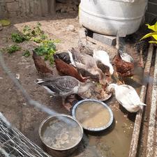 مرغ و غاز محلی