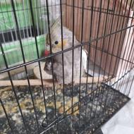 یدونه عروس هلندی نر 4 ماهه