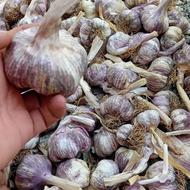 سیر قرمز پیرانشهر