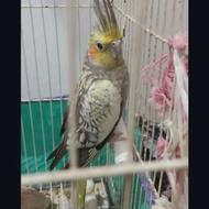 طوطی عروس ماده