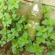اوجی خشک شده فقط 350