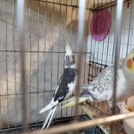 عروس هلندی ماده ابلغ آلبینو وایت فیس آماده