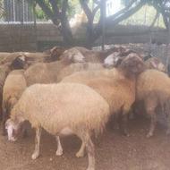 گوسفند داشتی فروشی