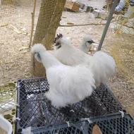 ابریشمی مرغ و خروس