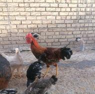 خروس گلپایگانی