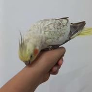 عروس هلندی