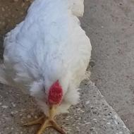 جوجه خروس گلین
