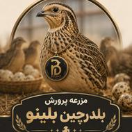 جوجه بلدرچین