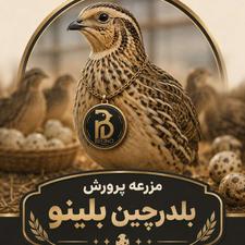 جوجه بلدرچین