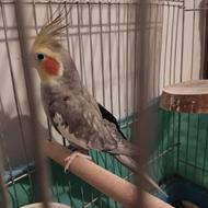 عروس هلندی نر