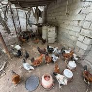 خروس محلی 90 روزه