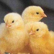 فروش جوجه های سنگین وزن